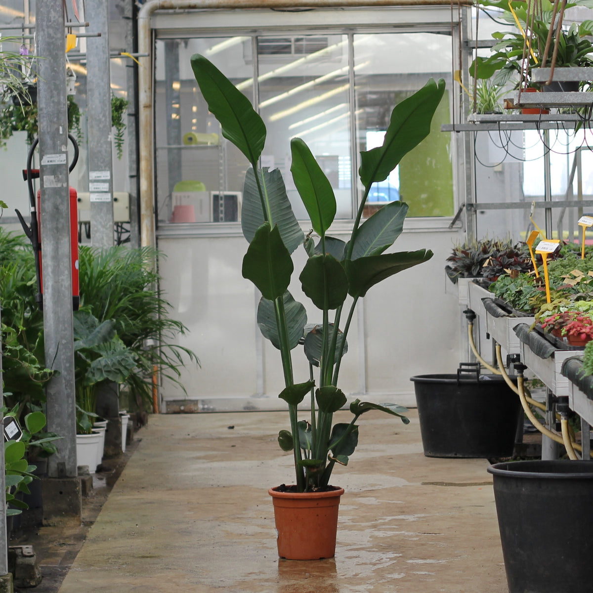 Strelitzia Nicolai – La Centrale
