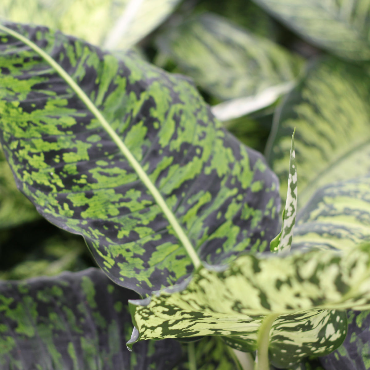 dieffenbachia fleur Dieffenbachia – La Centrale