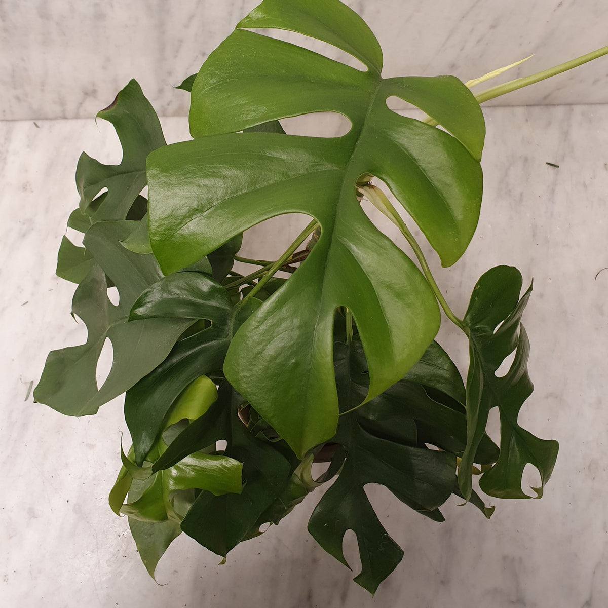 philodendron liane Philodendron minima – La Centrale