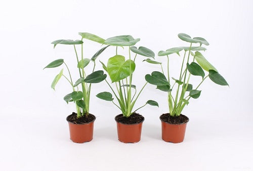 bouture philodendron monstera Philodendron monstera Deliciosa – La Centrale