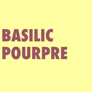 Basilic pourpre
