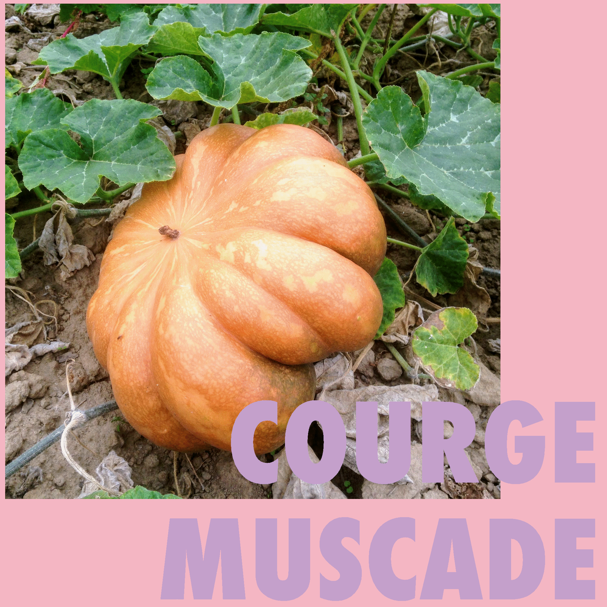 Courge muscade