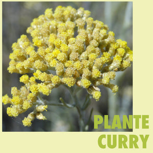 Plante curry - Helichryse