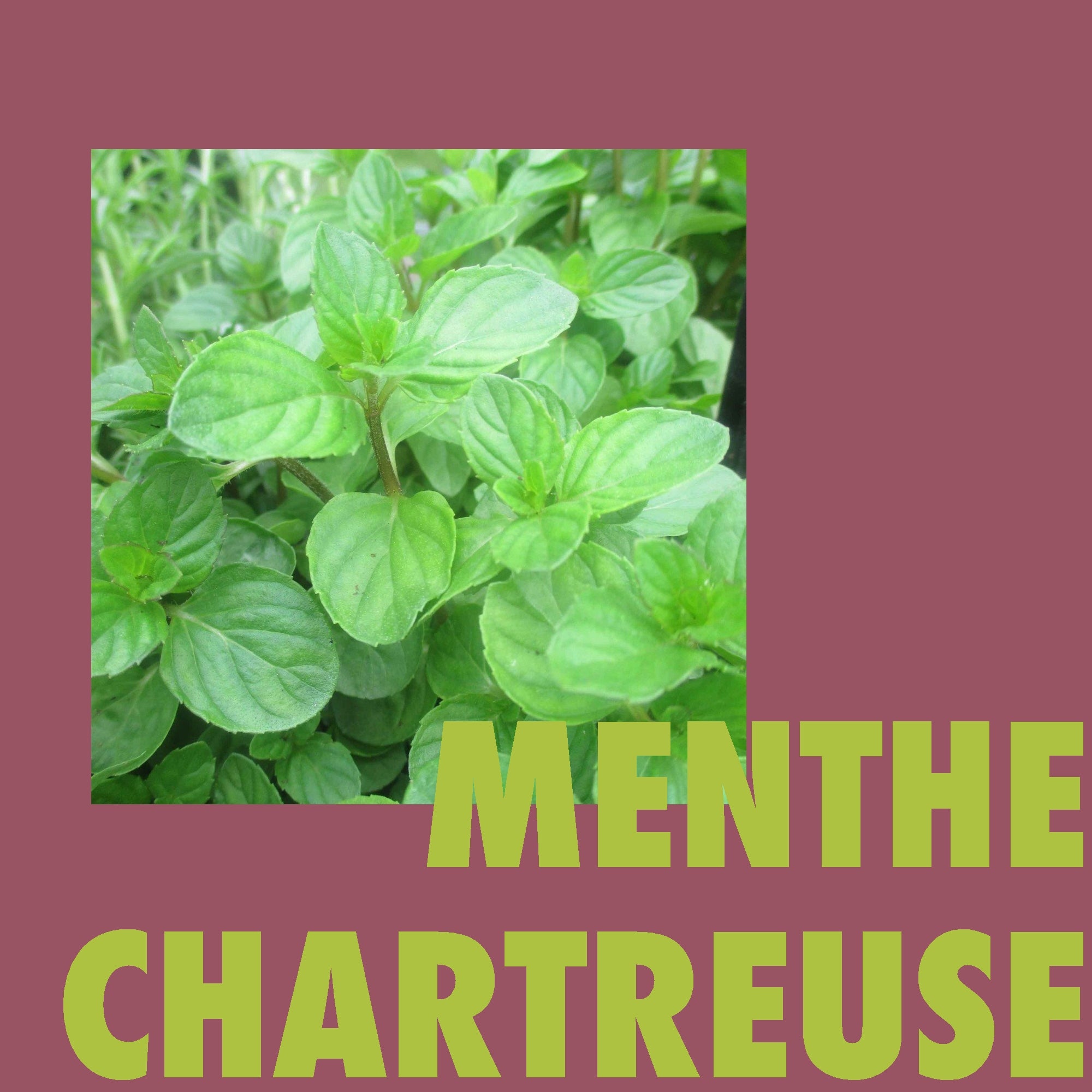 Menthe Chartreuse