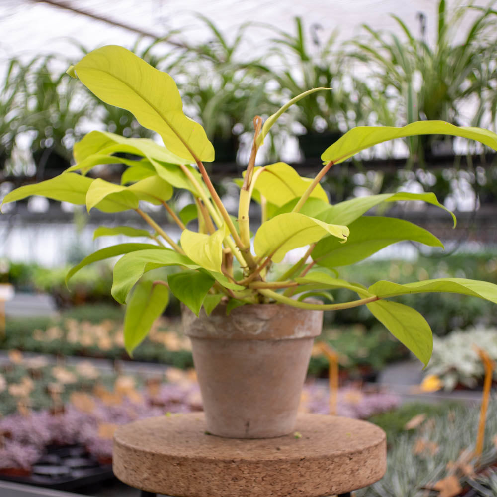Philodendron X "Malay gold"