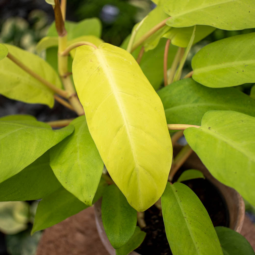 philodendron feuille jaune Philodendron X "Malay gold" – La Centrale