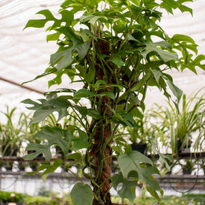 Philodendron minima
