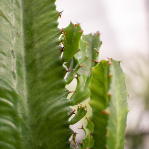 Euphorbia eritrea