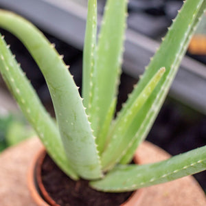 Aloe Arborescens bio