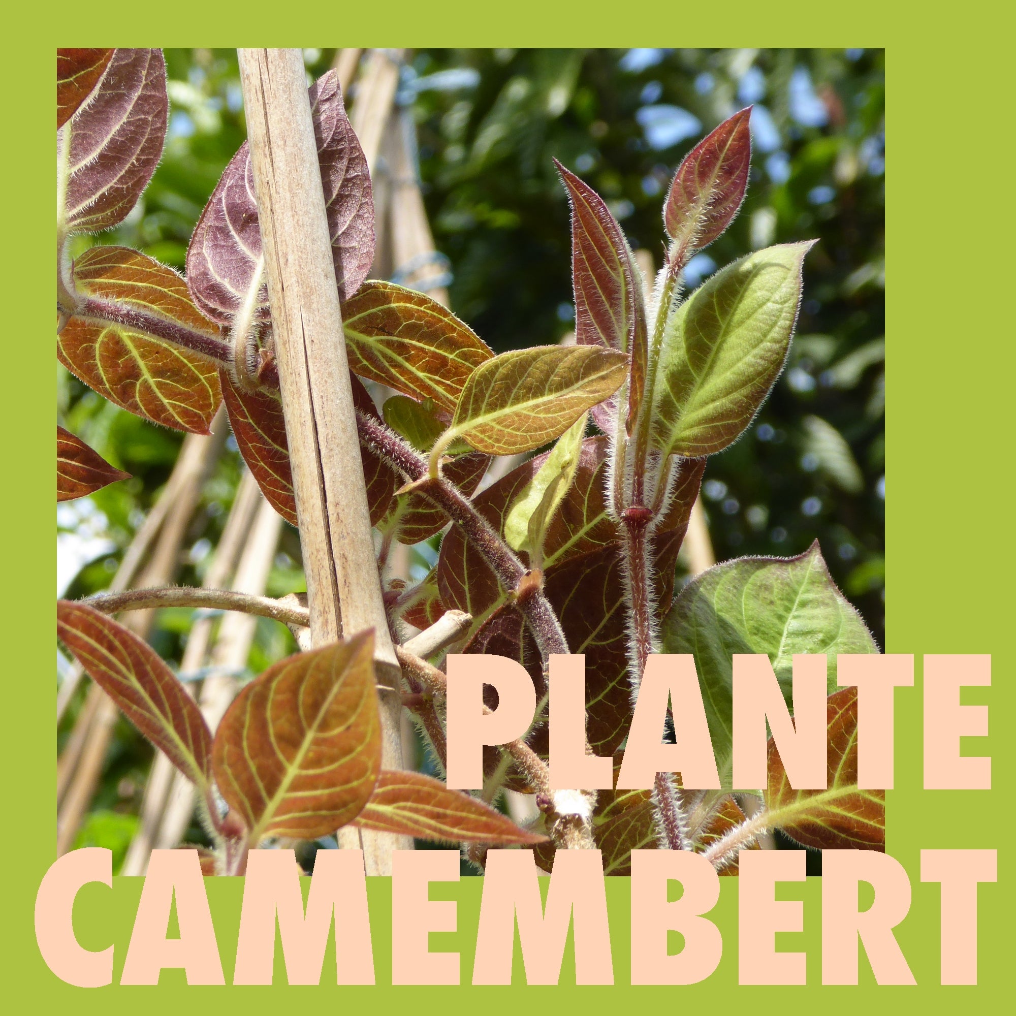 Plante camembert