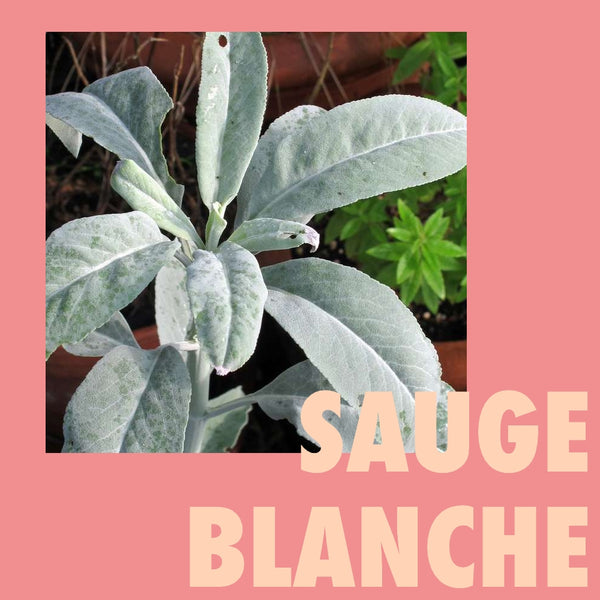 Sauge blanche - Kajuard Plantes