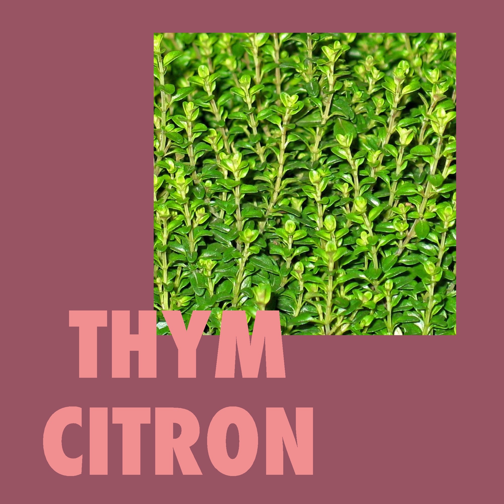 Thym citron