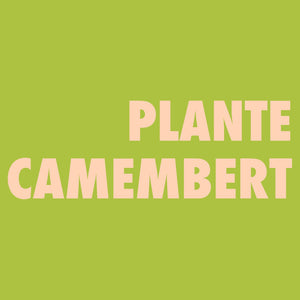 Plante camembert