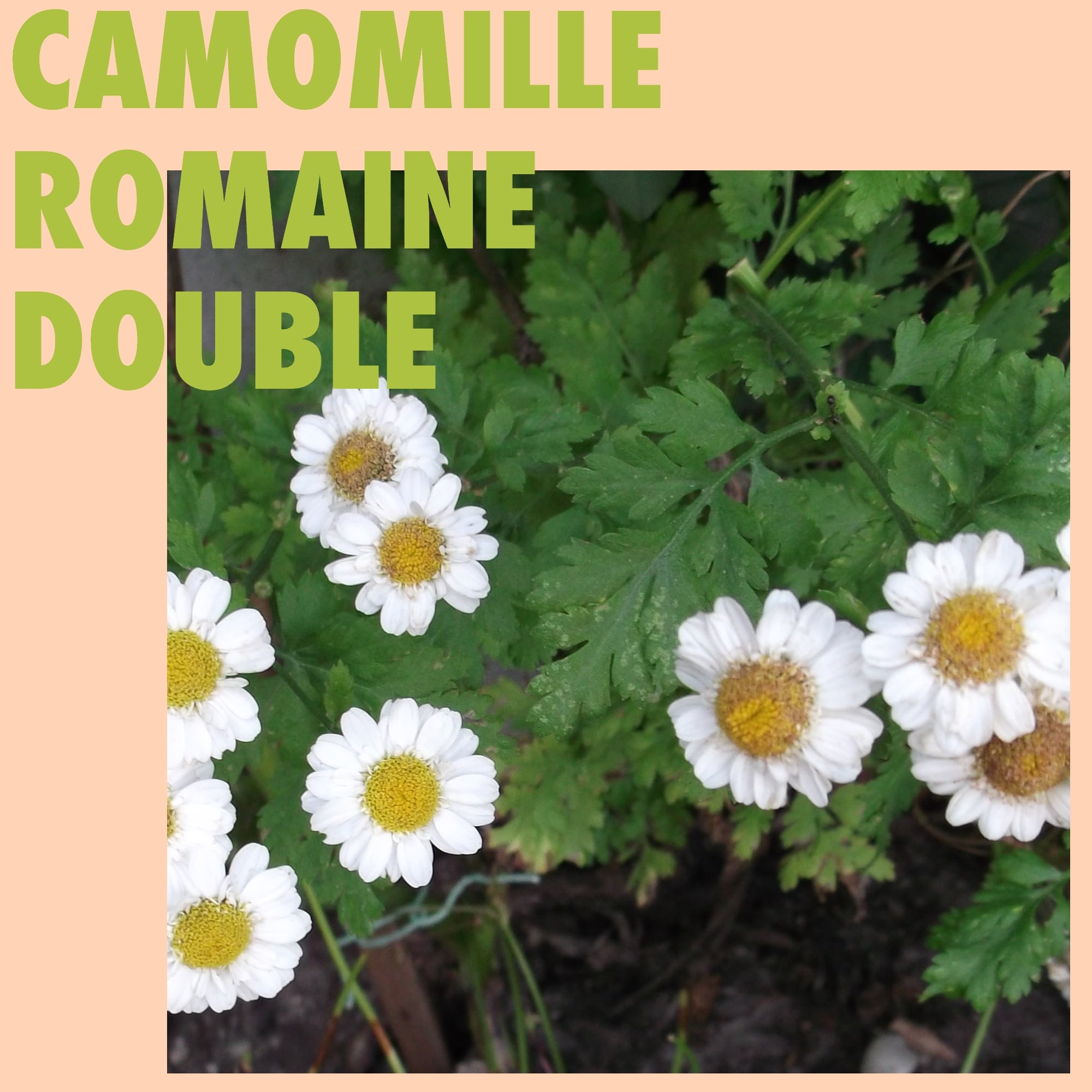Camomille romaine double – La Centrale