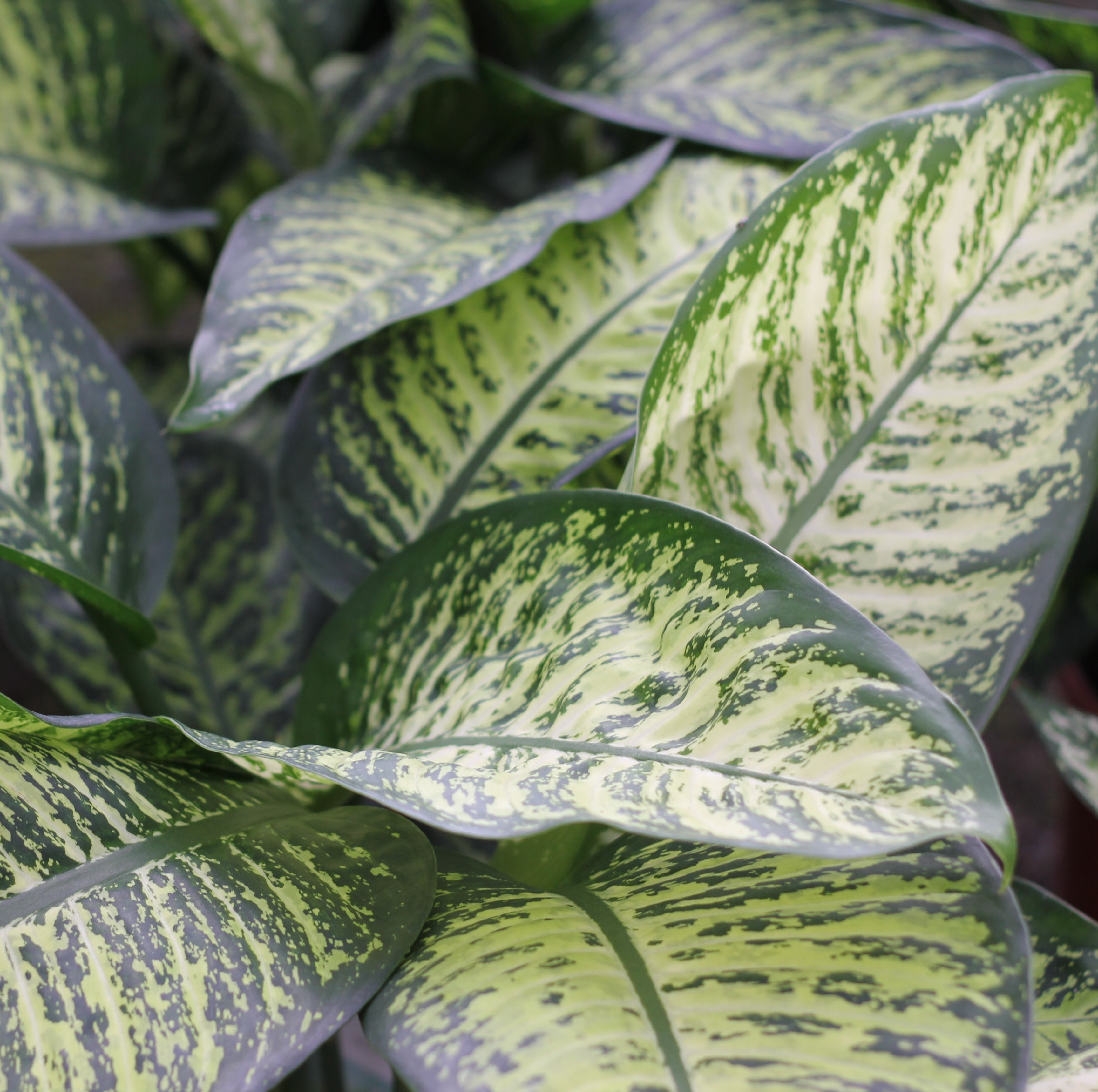 dieffenbachia fleur Dieffenbachia – La Centrale