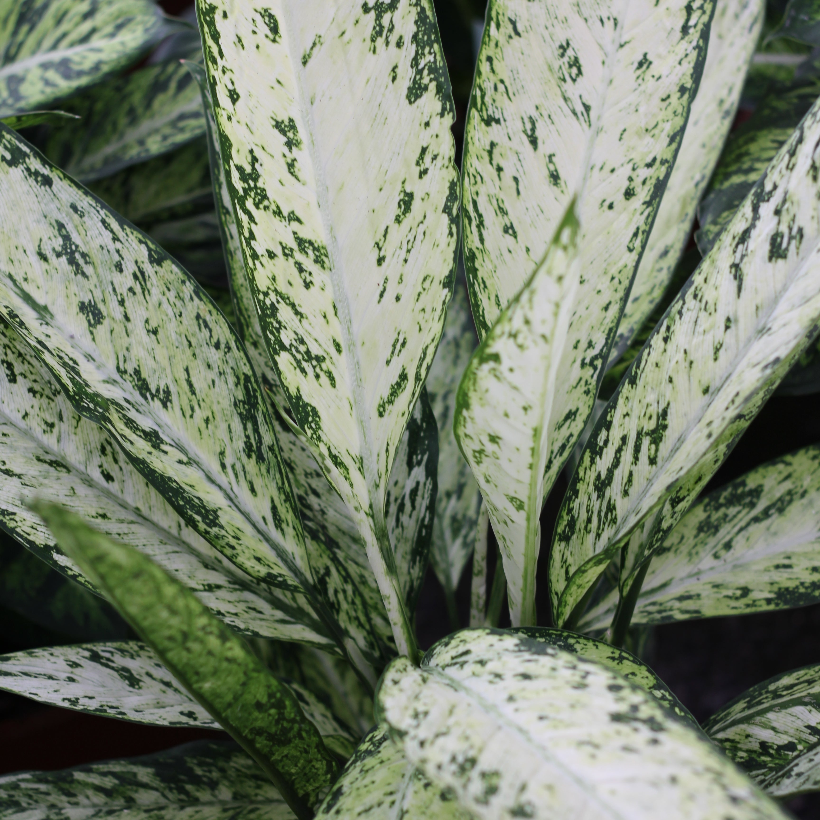 dieffenbachia fleur Dieffenbachia – La Centrale