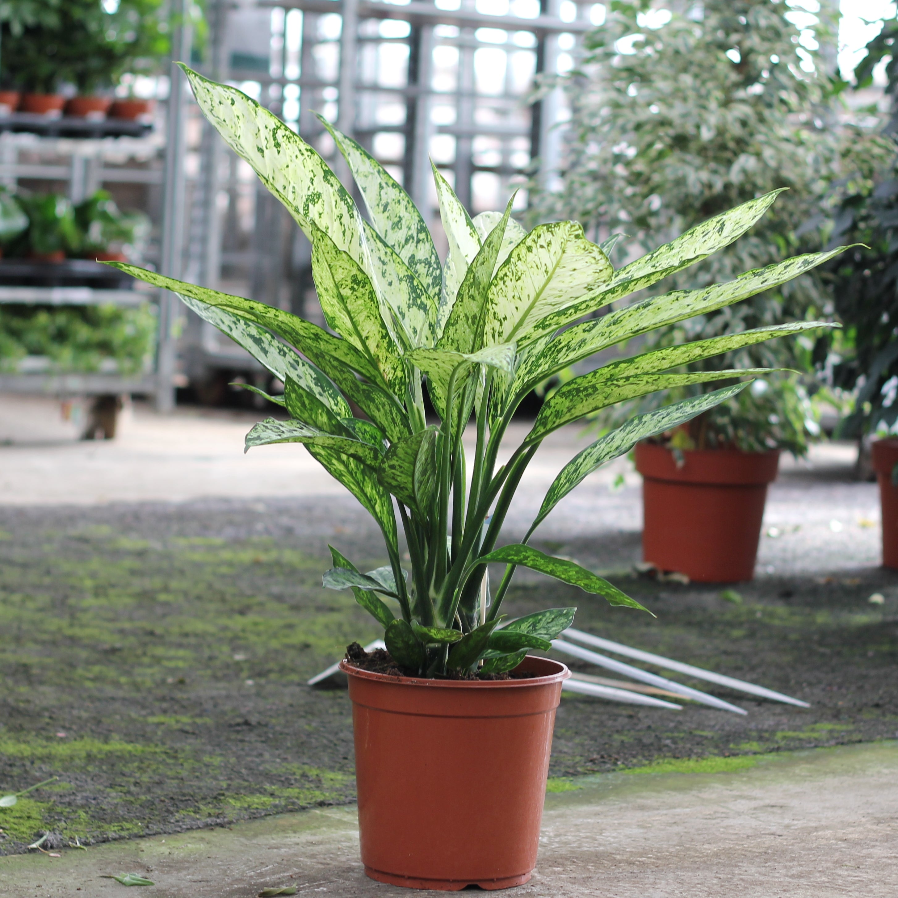 plante dieffenbachia Dieffenbachia – La Centrale