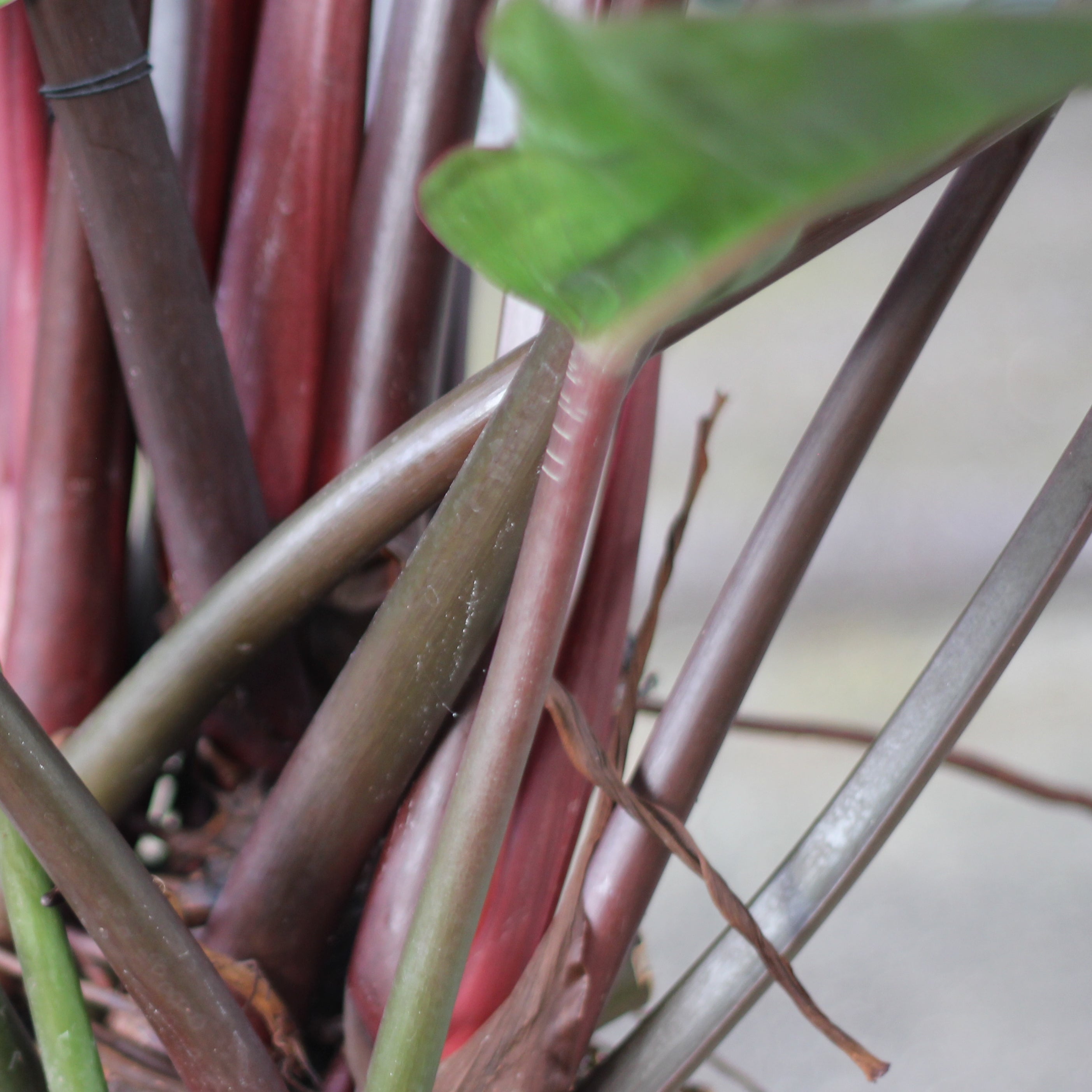 philodendron imperial red entretien Philodendron red imperial – La Centrale