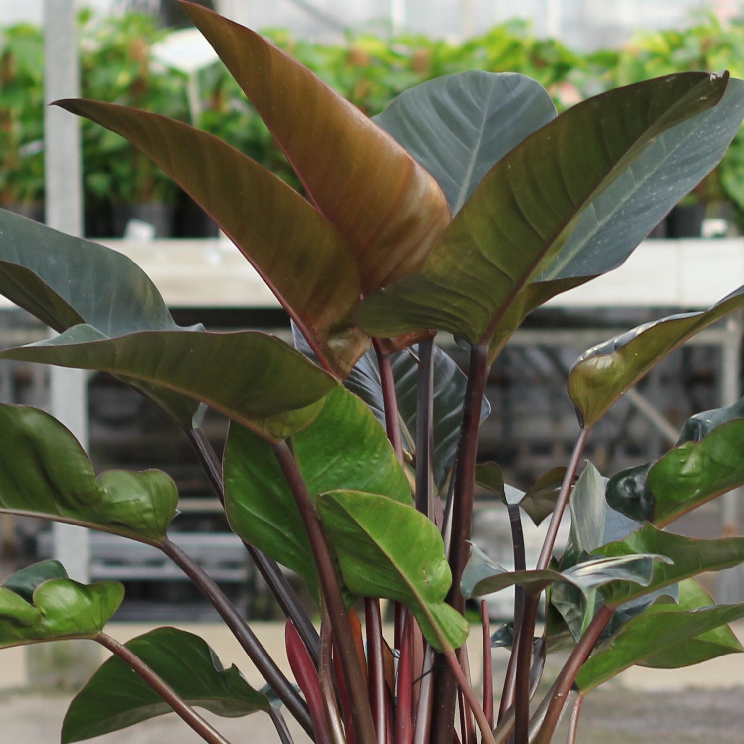 Philodendron red imperial