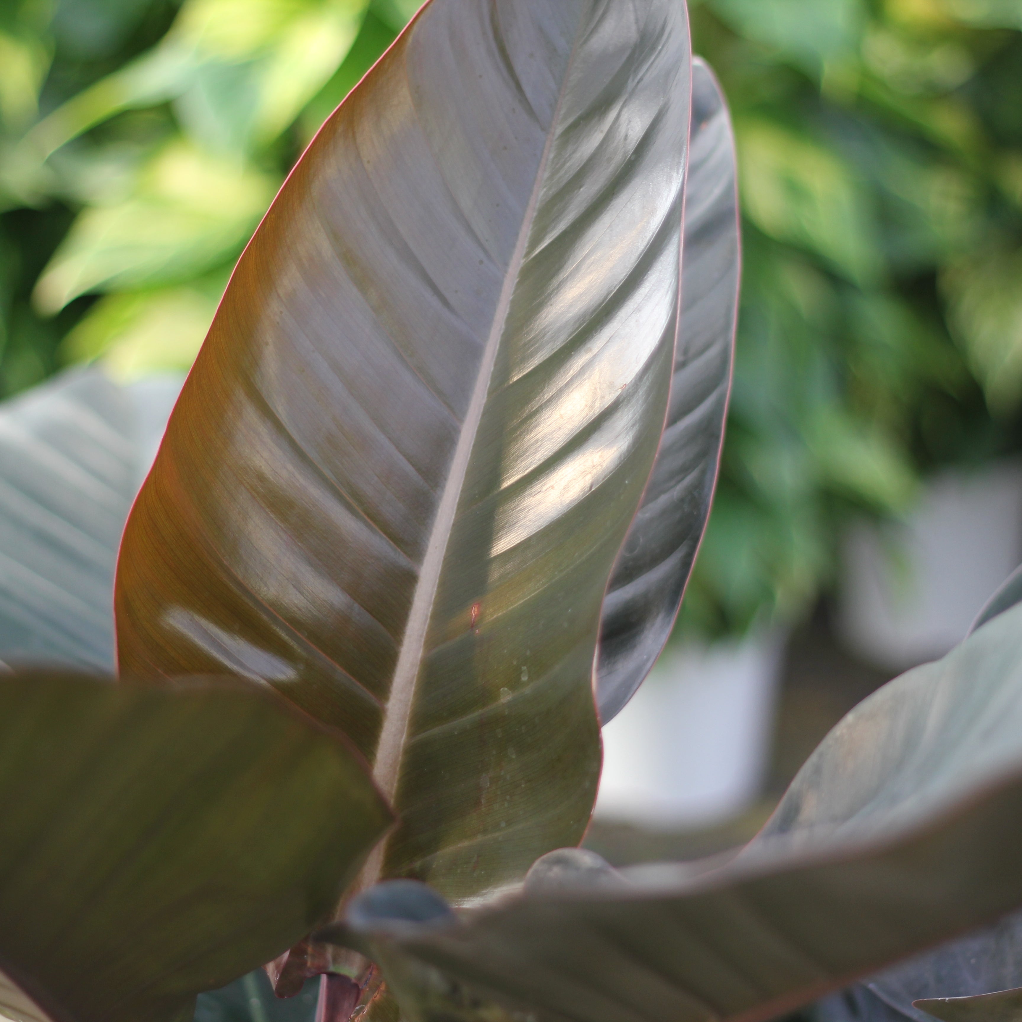 Philodendron red imperial