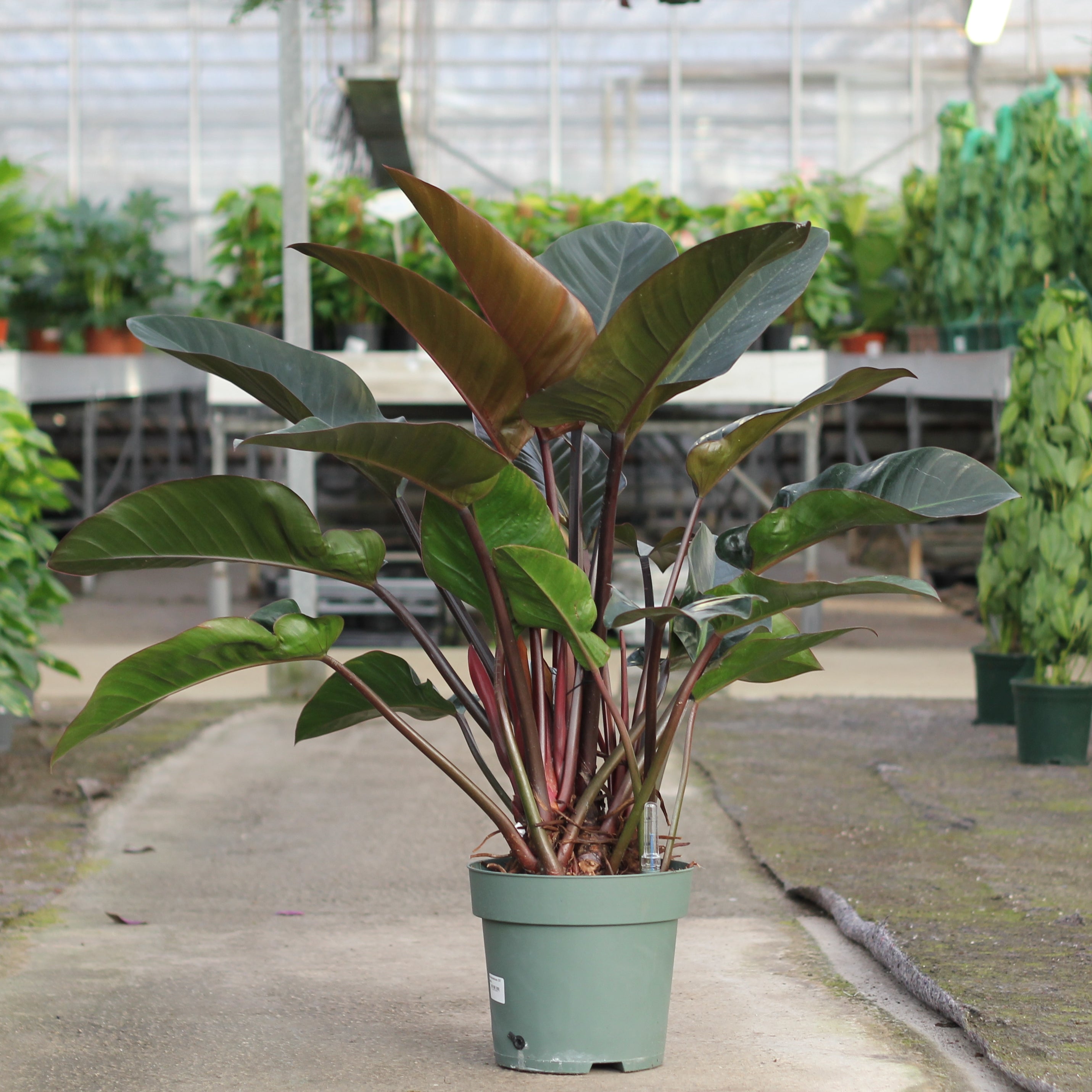 philodendron imperial red entretien Philodendron red imperial – La Centrale